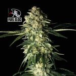 Seedsman Fuel D.OG Feminised strain