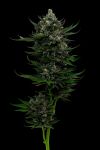 All Gas OG Feminized Seeds