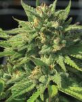 Bigfoot Glue Feminisiert Samen