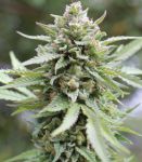 Lemongrass Feminisiert Samen