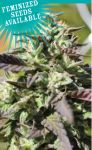 The Bling Feminized Seeds