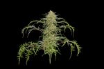 Freakshow Feminised Seeds