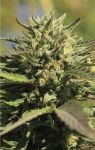 OG Kush Feminizowane Nasiona