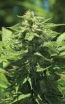 Trainwreck Auto Feminizowane Nasiona