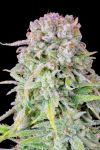 Original Afghan Kush Auto Feminisiert Samen