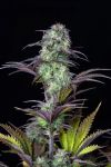 Original Blueberry Auto Feminisiert Samen