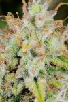 Original Cinderella Auto Feminised Seeds