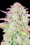 Original Trainwreck Auto Feminizowane Nasiona