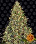 Amnesia Haze Auto Féminisée Graines