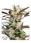 Mimosa Punch Auto Feminizowane Nasiona