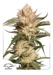 Trichome & Cream Auto Feminizowane Nasiona