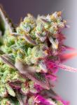 Sweet Mimosa XL Auto Féminisée Graines