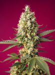 Skywalker OG Runtz XL Auto Féminisée Graines