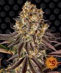 Gelato 45 Feminized Seeds