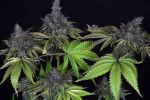 Gelato Feminized Seeds - BULK