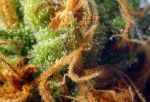 Orange Sherbet Auto Feminized Seeds - BULK