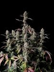 Gorilla Zkittlez Auto Feminisiert Samen