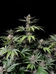 Cherry Cola Auto Feminisiert Samen