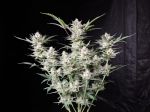 Strawberry Gorilla Auto Feminized Seeds