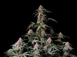 Amnesia Zkittlez Auto Féminisée Graines