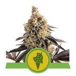Cookies Gelato Auto Féminisée Graines