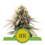 Royal Runtz Auto Feminisiert Samen