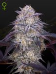King's Juice Auto Feminisiert Samen