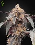 Guava x Gelato 41 Auto Feminisiert Samen