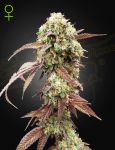 West Coast OG x Gelato 41 Auto Feminisiert Samen