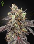 Gelato 41 x Gelato 41 Auto Féminisée Graines