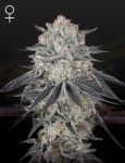 Franco's Fullgas Feminised Seeds