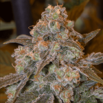 Gorilla Frost Feminised Seeds