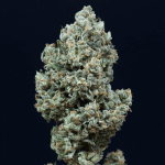 Critical+ 2.0 Auto Feminised Seeds