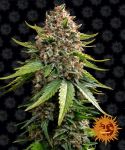 White Widow XXL Auto Feminizowane Nasiona