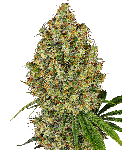 AK-420 Feminizowane Nasiona