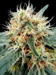 Stromboli Auto Feminised Seeds