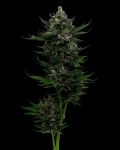All Gas OG Auto Feminizowane Nasiona