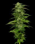 Dream Queen Auto Feminisiert Samen