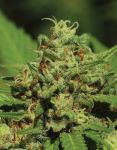 Emerald Fire OG Auto Feminisiert Samen