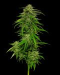 Mango Sherbert Auto Féminisée Graines