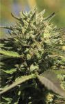 OG Kush Auto Feminisiert Samen