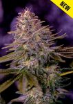 American Purple Feminised Seeds