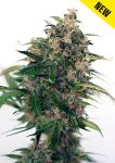 Somango #47 Auto Feminised Seeds
