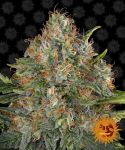 G13 Haze Regulär Samen
