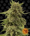 Critical Cure CBD Féminisée Graines