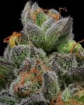 California Cream (Caramel Cream) Feminized Seeds