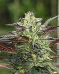 GS Cookies Feminized Seeds