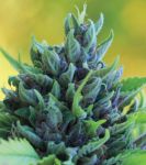 Humboldt Dream Feminized Seeds