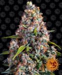 Strawberry Cheesecake Auto Feminisiert Samen