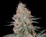 HighCloudZ Feminizowane Nasiona